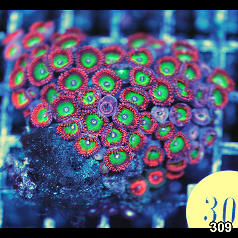 Item#309A8810(M) WYSIWYG Premium Reef Raft Indo Candy Apple Red Zoanthid Colony Default Title