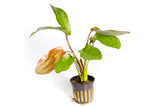 Ozelot Sword / 'Echinodorus 'Ozelot'' Potted Plant