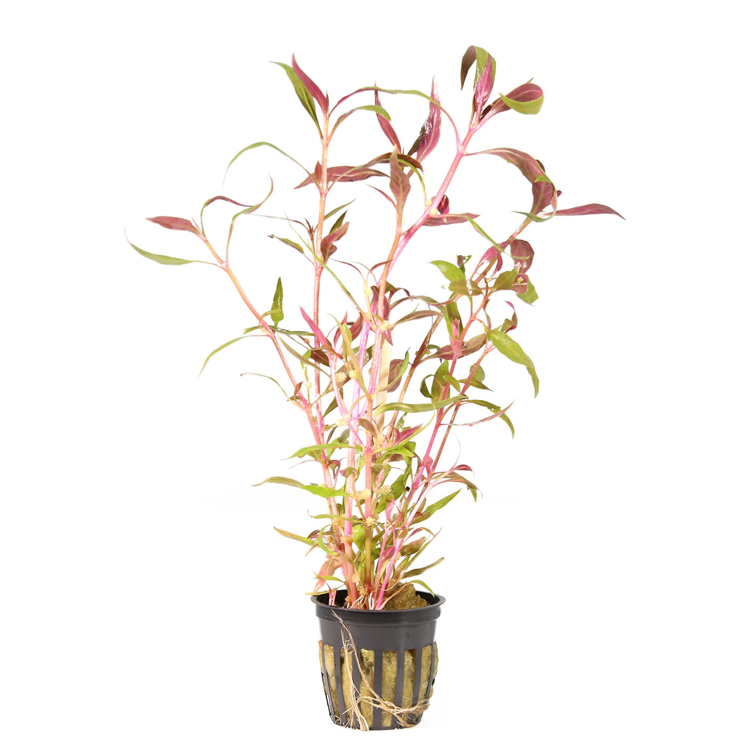 Alternanthera Reineckii 'roseafolia' Potted Plant