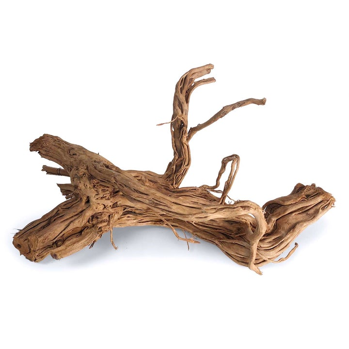 dragon wood for plant